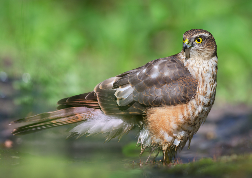 Lais Puzzle - Sperber - 100, 200, 500 & 1.000 Teile p-789