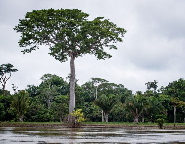 Lais Puzzle Fluss Guaviare in Inirida Guainia, Kolumbien 40 Teile