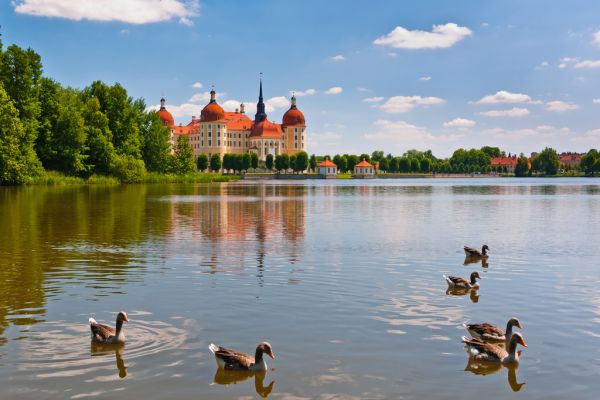 Puzzle Disney Rompecabezas Majestuoso León 1000 Piezas