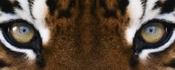 Lais Puzzle 'Tiger' – 1000 Teile, Hochwertig Gestanzt, Mit Motivschachtel