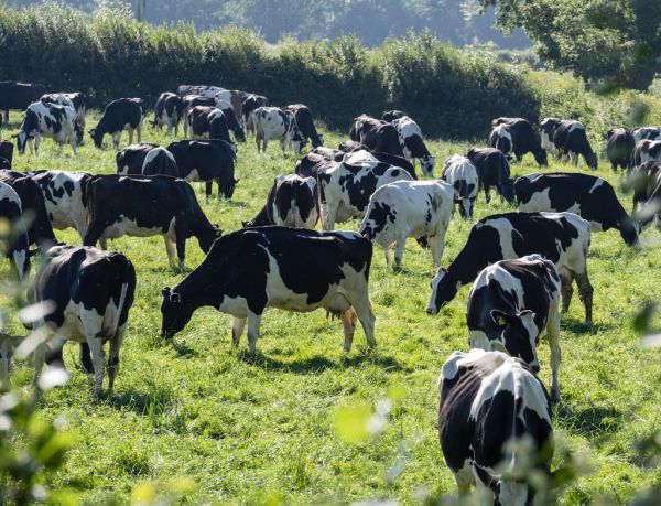 Lais Puzzle „Milchkühe Auf Einem Feld In Wales“ – 1000 Teile, Idyllisches Landschafts-Motiv
