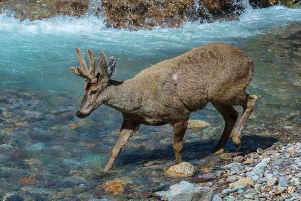 Lais Puzzle Männlicher Südandenhirsch (Hippocamelus bisulcus) beim