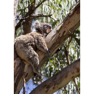 Lais Puzzle - Koala Australien - 1.000 Teile