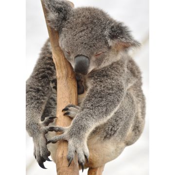 Lais Puzzle - Schlafender Koala - 100, 200, 500 & 1.000 Teile