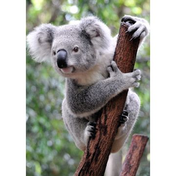 Lais Puzzle - Koala Australien - 100, 200, 500 & 1.000 Teile