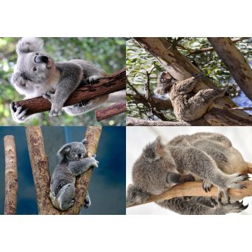 Lais Puzzle - Collage Koala - 500 & 1.000 Teile