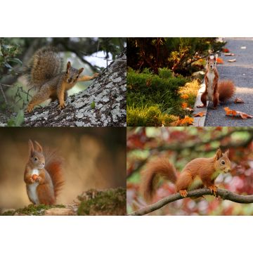 Lais Puzzle - Collage Eichhörnchen - 500 & 1.000 Teile