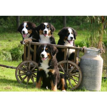 Lais Puzzle - Berner Sennenhund - 100, 200, 500 & 1.000 Teile