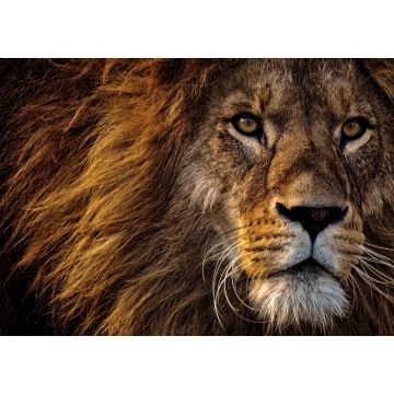 Lais Puzzle - Löwe - 1.000 Teile