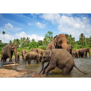 Lais Puzzle - Elefantengruppe im Fluss - 100, 200, 500 & 1.000 Teile
