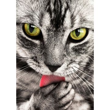Lais Puzzle - Katze - 1.000 Teile