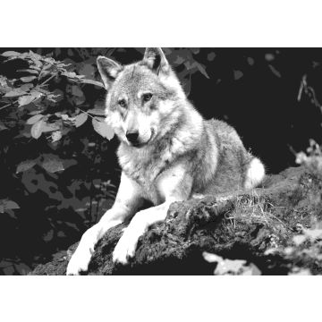 Lais Puzzle - Wolf schwarz weiß - 500 & 1.000 Teile