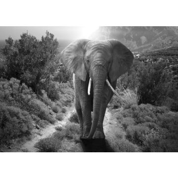 Lais Puzzle - Elefant schwarz weiß - 500 & 1.000 Teile