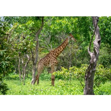 Lais Puzzle - Giraffe - 500 & 1.000 Teile