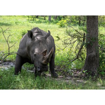 Lais Puzzle - Nashorn - 1.000 Teile