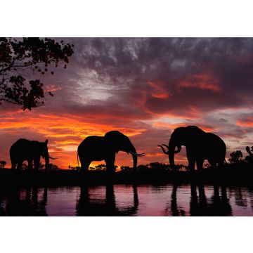 Lais Puzzle - Elefanten im Sonnenuntergang an einem Fluss - 500 & 1.000 Teile