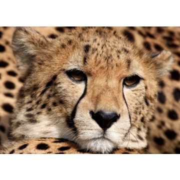 Lais Puzzle - Gepard - 100, 200, 500 & 1.000 Teile