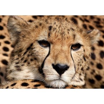 Lais Puzzle - Gepard - 1.000 Teile