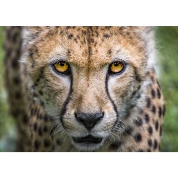 Lais Puzzle - Gepard - 100, 200, 500 & 1.000 Teile