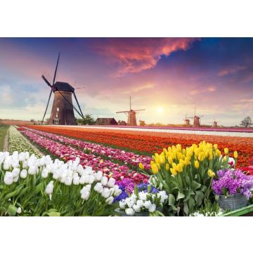 Lais Puzzle - Farbenfroher Sonnenuntergang auf Tulpenfarm in Holland mit Windmühlen - 100, 200, 500 & 1.000 Teile