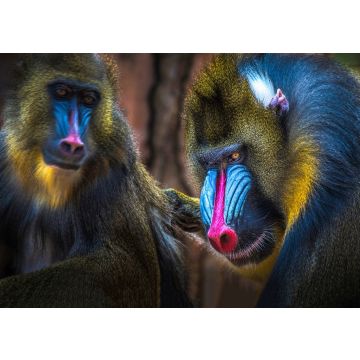 Lais Puzzle - Mandrill Affe - 100, 200, 500 & 1.000 Teile