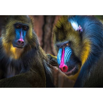 Lais Puzzle - Mandrill Affe - 1.000 Teile
