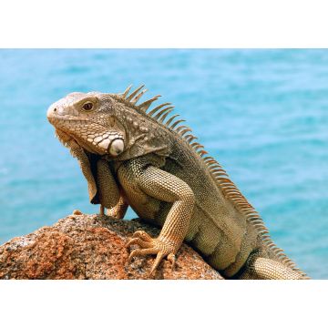 Lais Puzzle - Iguana - 100, 200, 500 & 1.000 Teile
