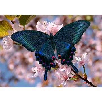 Lais Puzzle - Schwarzer Schmetterling - 500 & 1.000 Teile
