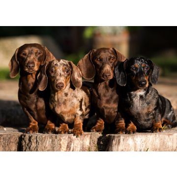 Lais Puzzle - Dachshunde - 100, 200, 500 & 1.000 Teile