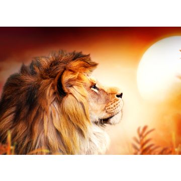 Lais Puzzle - Löwe im Sonnenuntergang - 500 & 1.000 Teile