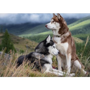 Lais Puzzle - Huskies - 100, 200, 500 & 1.000 Teile