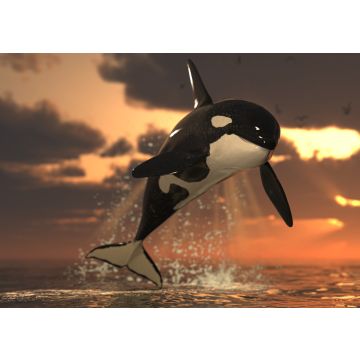 Lais Puzzle - Orca - 100, 200, 500 & 1.000 Teile