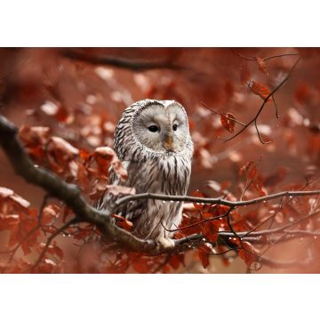 Lais Puzzle - Eule - 100, 200, 500 & 1.000 Teile