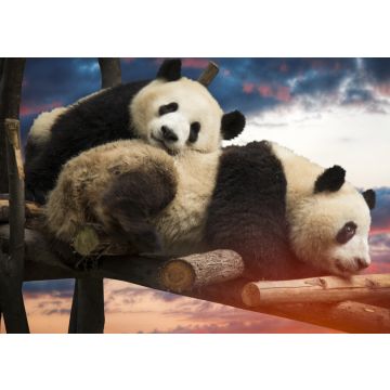 Lais Puzzle - Pandas - 100, 200, 500 & 1.000 Teile