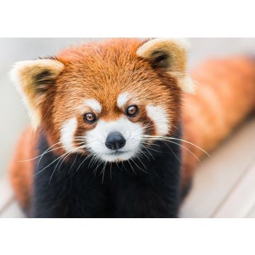 Lais Puzzle - Kleiner Panda/Roter Panda - 100, 200, 500 & 1.000 Teile