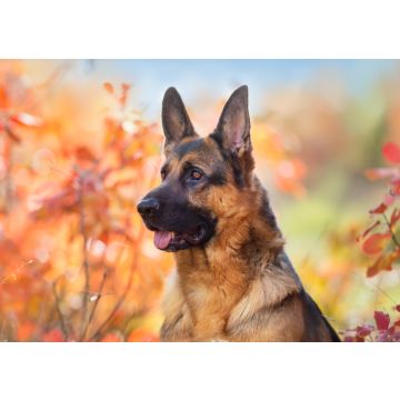 Lais Puzzle - Deutscher Schäferhund - 100, 200, 500 & 1.000 Teile