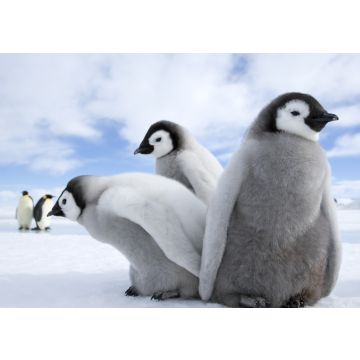 Lais Puzzle - Pinguine / Kaiserpinguine - 100, 200, 500 & 1.000 Teile