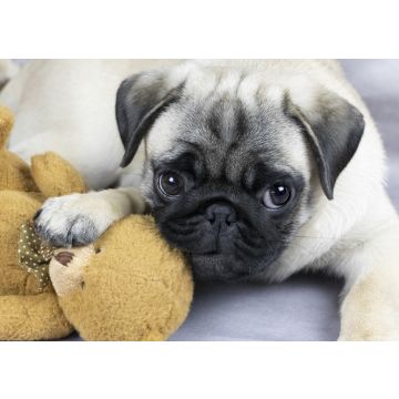 Lais Puzzle - Mops - 100, 200, 500 & 1.000 Teile