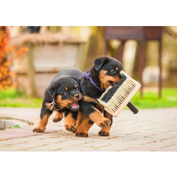 Lais Puzzle - Rottweiler Welpen - 500 & 1.000 Teile