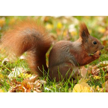 Lais Puzzle - Eichhörnchen - 500 & 1.000 Teile