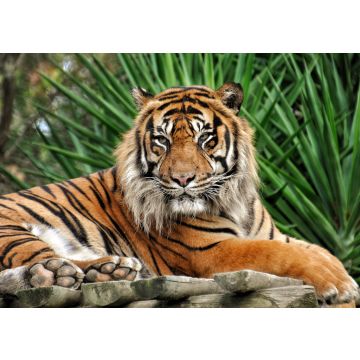 Lais Puzzle - Tiger - 100, 200, 500 & 1.000 Teile