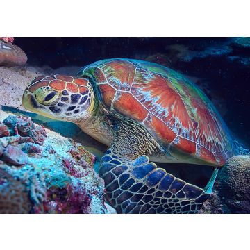 Lais Puzzle - Schildkröte / Wasserschildkröte - 100, 200, 500 & 1.000 Teile