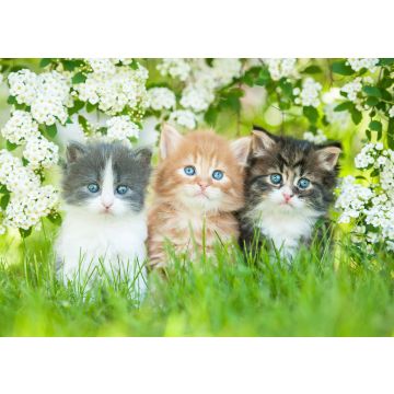 Lais Puzzle - Drei kleine Katzen sitzen nahe weißen Blumen - 500 & 1.000 Teile