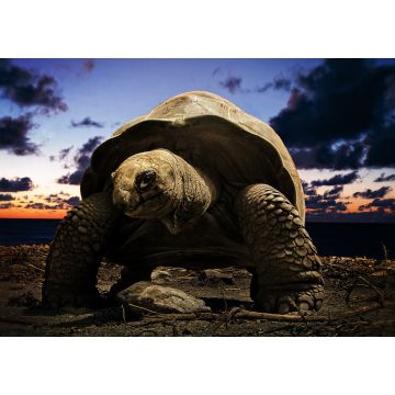 Lais Puzzle - große Schildkröte - 1.000 Teile
