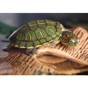 Lais Puzzle - Kleine Schildkröte auf braunem Stein - 100, 200, 500 & 1.000 Teile