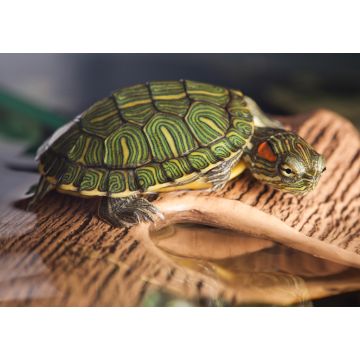Lais Puzzle - Kleine Schildkröte auf braunem Stein - 1.000 Teile
