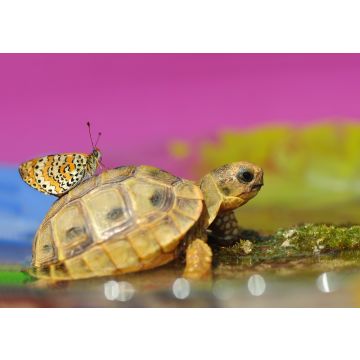 Lais Puzzle - Schmetterling auf Schildkröte - 100, 200, 500 & 1.000 Teile