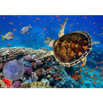 Lais Puzzle - Korallenriff mit Fischen und Wasserschildkröte - 100, 200, 500 & 1.000 Teile