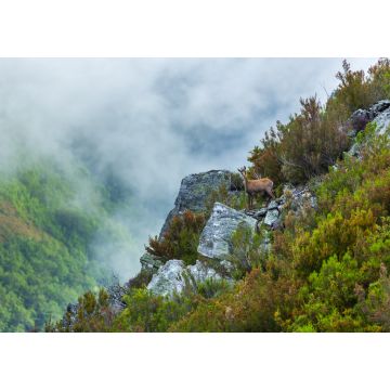 Lais Puzzle - Chamois (Rupicapra rupicapra), Naturpark Fuentes del Narcea, Degaña und Ibias, Asturien, Spanien - 1.000 Teile