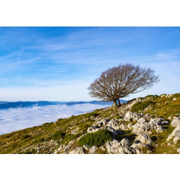 Lais Puzzle - Buchen im Naturpark von Aralar mit einem Wolkenmeer im Hintergrund, Navarra, Spanien - 100, 200, 500 & 1.000 Teile